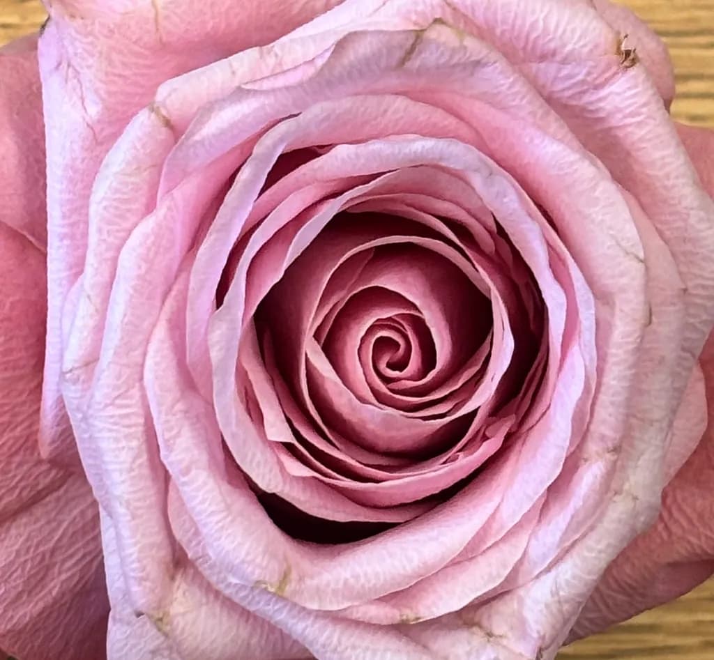 Whispers of Pink: The Enchanting Spiral of a Rose Blossom