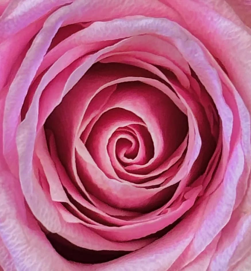 Whispers of Pink: The Enchanting Spiral of a Rose Blossom