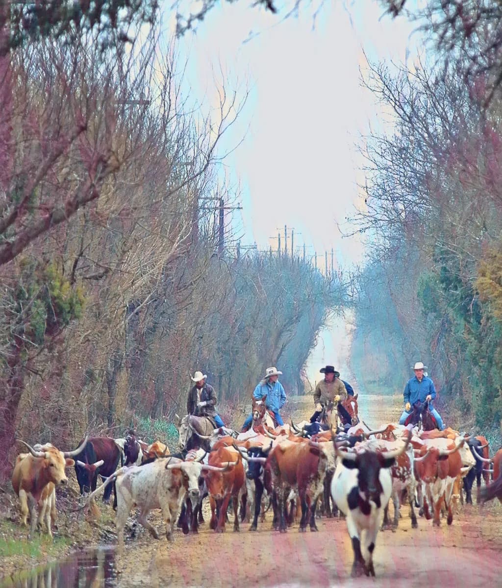 Cattle Drive: A Journey Through the Heart of the Ranching Landscape