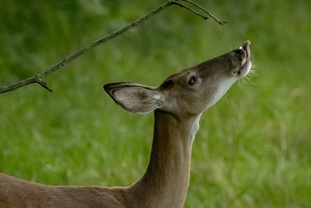 Whispers of the Forest: A Curious Deer in Nature's Embrace