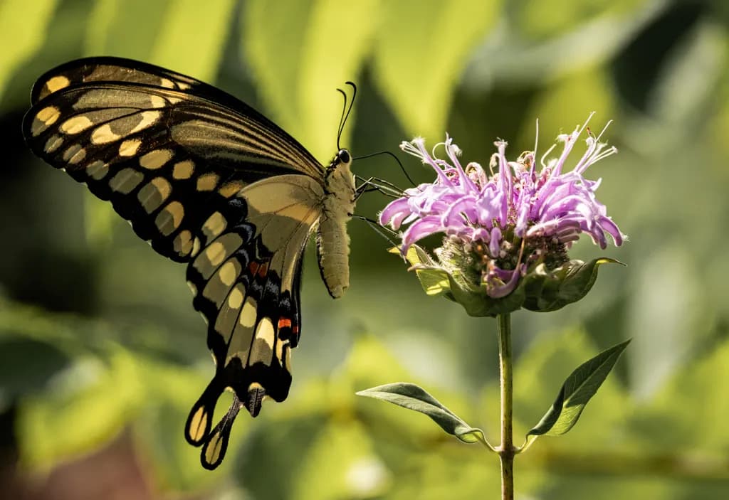 Whispers of Nature: A Delicate Butterfly's Dance Among Vibrant Blooms