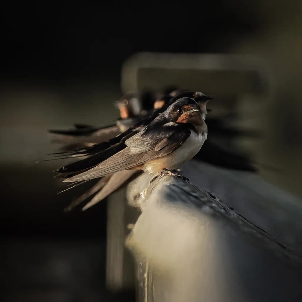 Twilight Perch: A Gathering of Feathered Friends in Nature's Embrace