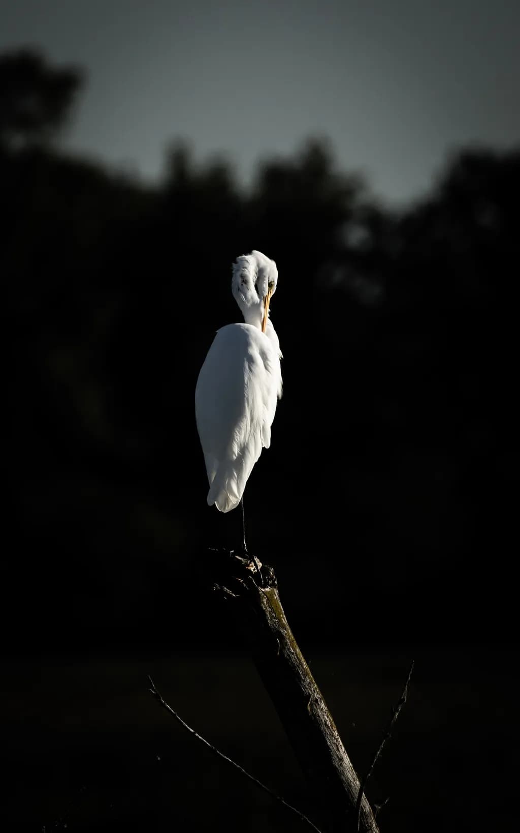 Silent Elegance: A Majestic Egret in Shadowed Serenity