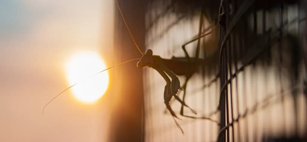 Whispers of the Sunset: A Praying Mantis in Silhouette Against a Golden Horizon