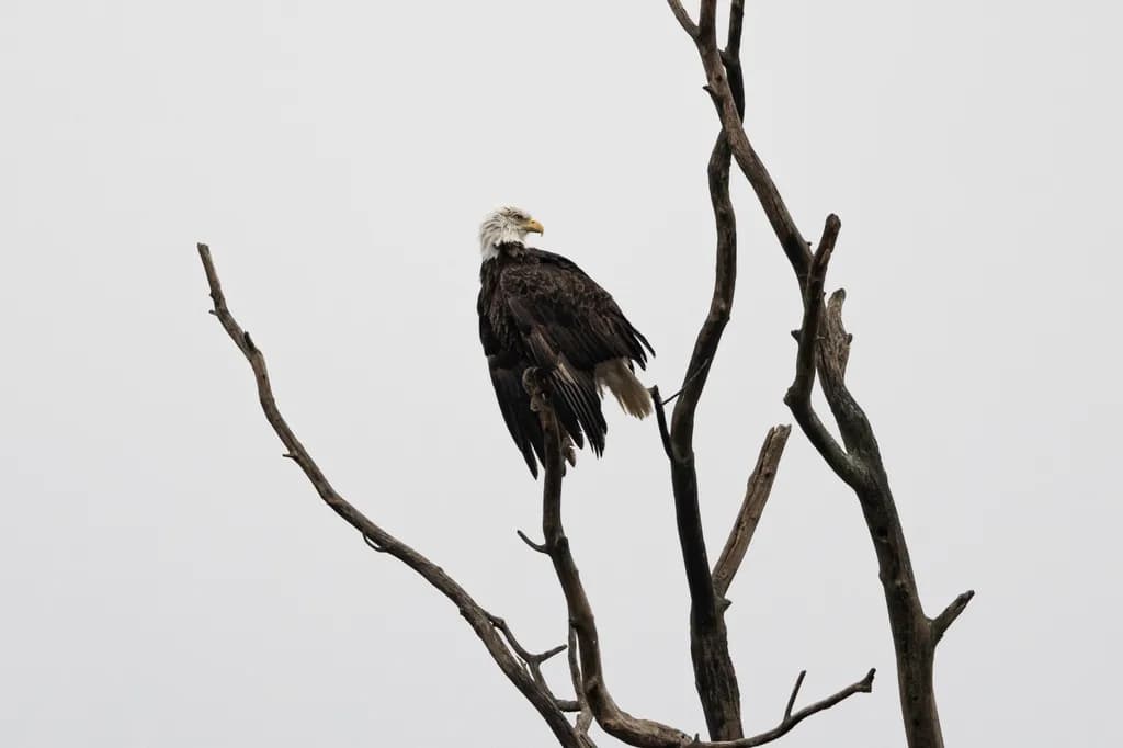 Majestic Sentinel: The Eagle's Watch from a Weathered Perch