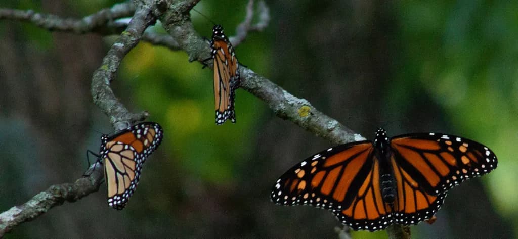 Whispers of Nature: Monarch Butterflies Dancing Among Delicate Branches in Autumn Hues