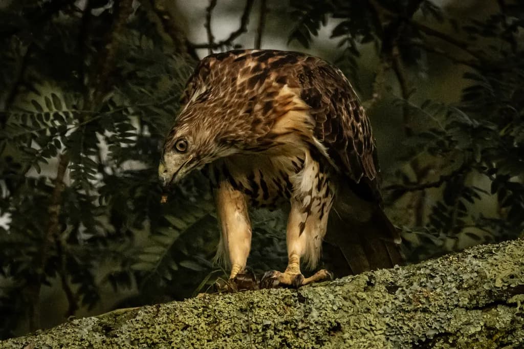 Silent Watcher: The Intense Gaze of a Perched Hawk in Nature's Embrace