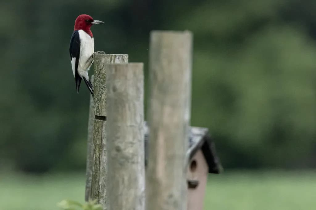 Majestic Red-Headed Woodpecker Perched on Weathered Post: A Nature's Portrait