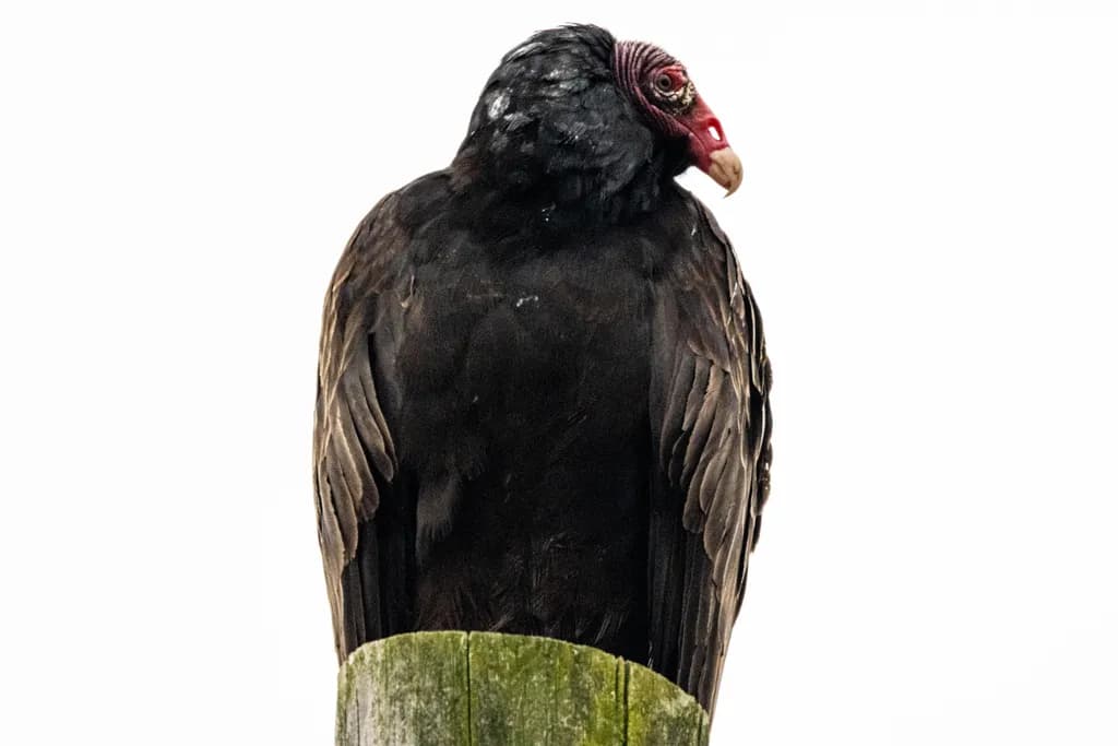 Silent Sentinel: The Majestic Vulture in Profile Against a White Canvas
