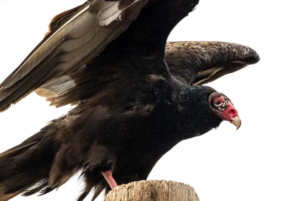 Majestic Vulture in Flight: A Study of Nature's Scavenger