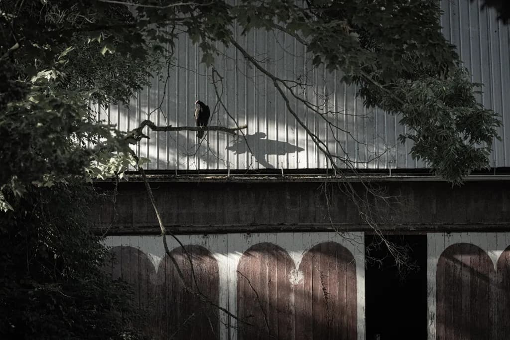 Whispers of Shadows: A Raven's Solitude on the Old Barn's Edge