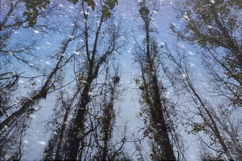 Whispers of the Sky: A Serene Embrace of Nature's Branches