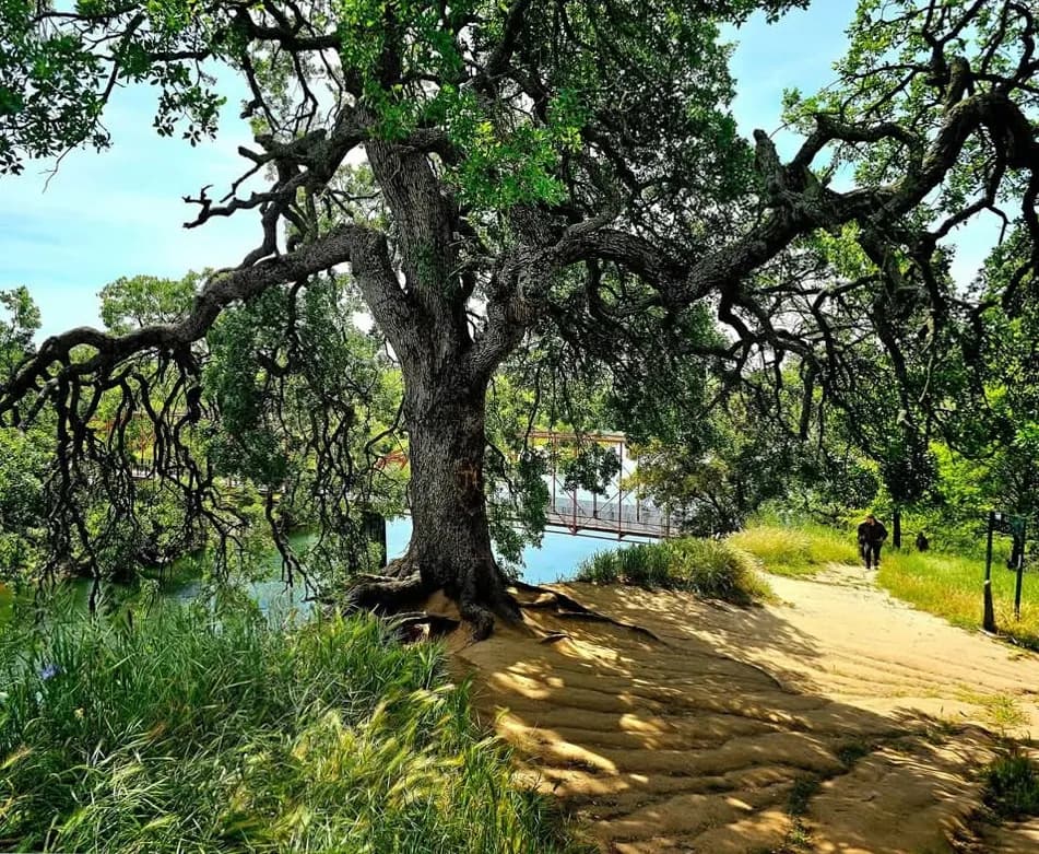Whispers of Nature: A Serene Journey Beneath the Old Oak Tree