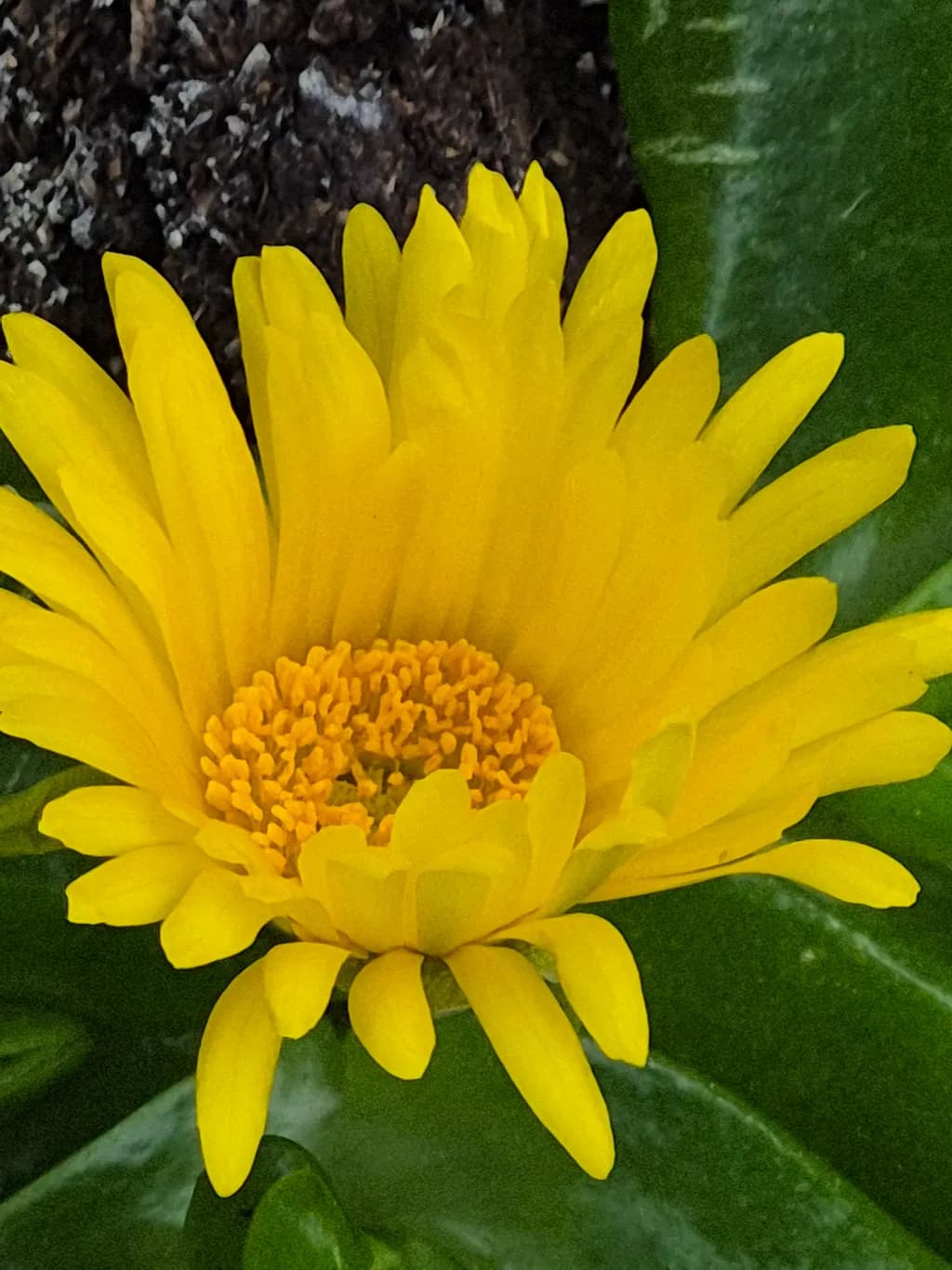 Golden Bloom