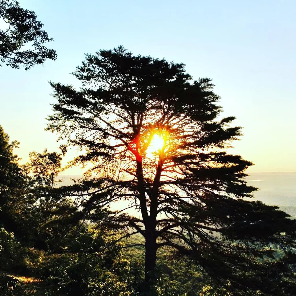 Serenity at Sunset: A Majestic Tree Embracing Nature's Glow