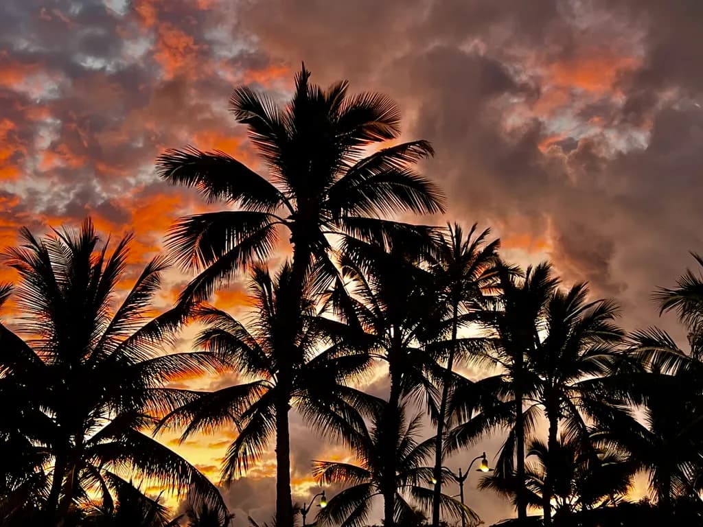 Tropical Twilight: Silhouettes of Palm Trees Against a Fiery Sunset Sky