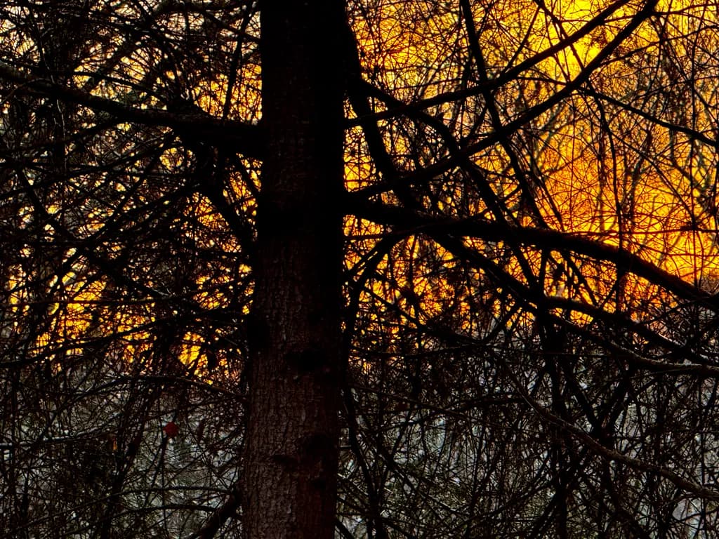 Amber Dusk Through Branches
