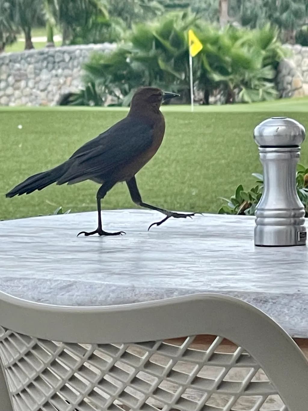 A Serene Encounter: A Bird's Stroll Amidst Greenery and Metal Elegance