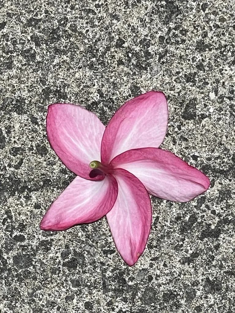 Whispers of Pink: A Plumeria's Grace on Stone