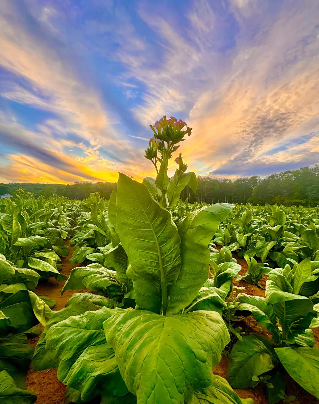 Tobacco Sunset