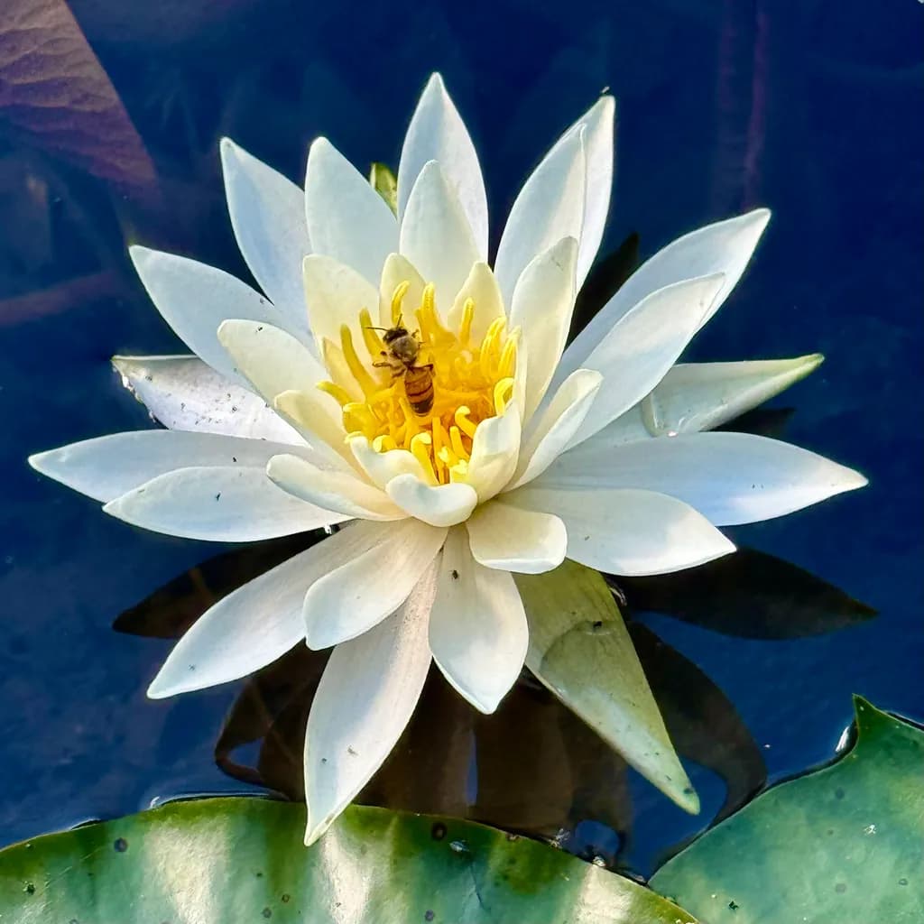 Serenity in Bloom: A White Lotus Embraced by Nature's Harmony