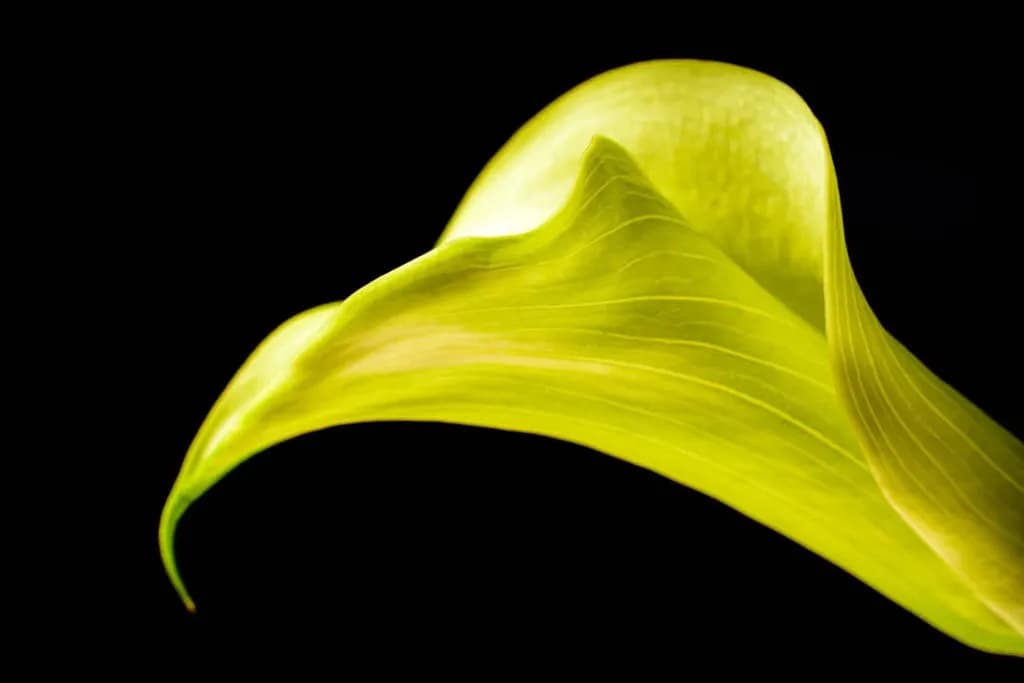 Curved Elegance: A Luminous Green Leaf Against the Dark Canvas of Nature