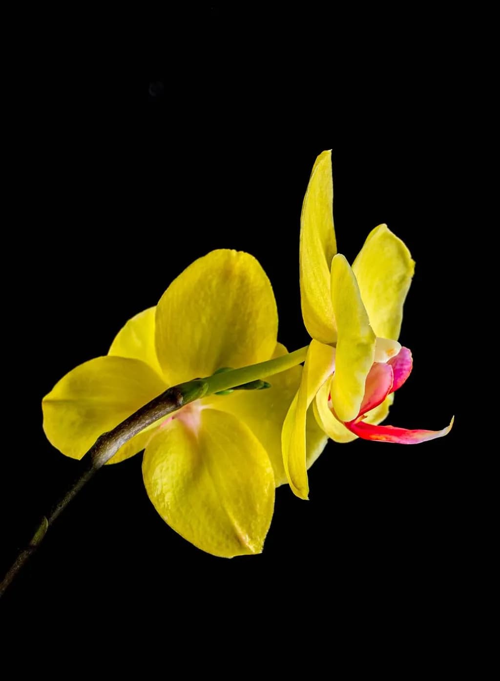 Golden Orchid Elegance: A Captivating Dance of Yellow Petals Against the Dark Canvas