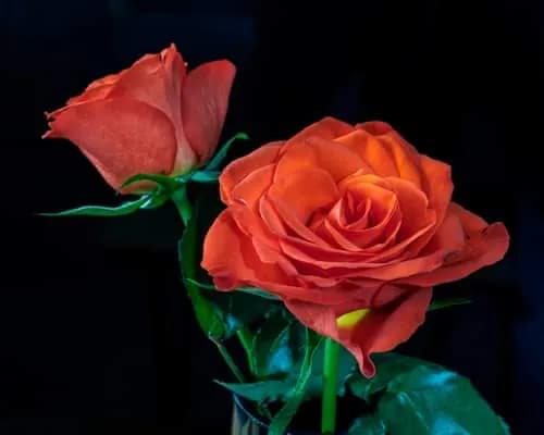 Radiant Embrace: A Dance of Orange Roses in the Night