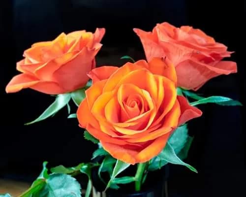 Radiant Embrace: A Trio of Orange Roses in Bloom