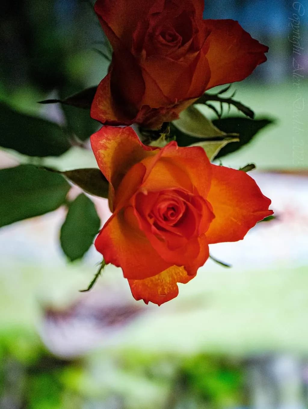 Radiant Embrace: A Dance of Orange Roses in Nature's Light