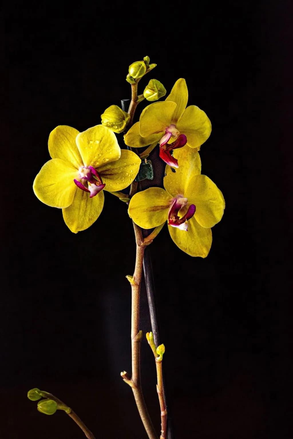 Golden Orchid Elegance: A Captivating Floral Portrait Against a Dark Canvas