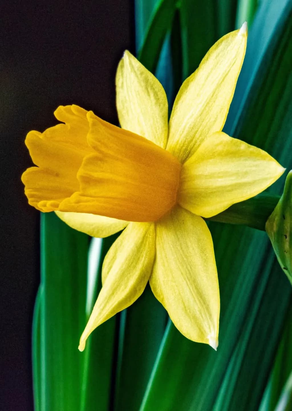 Golden Daffodil: A Radiant Bloom Amidst Lush Greenery