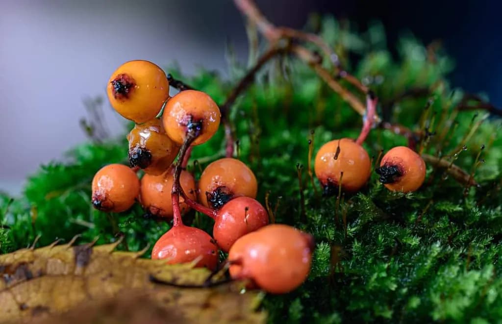 Whispers of Autumn: A Close-Up of Vibrant Berries on Lush Moss