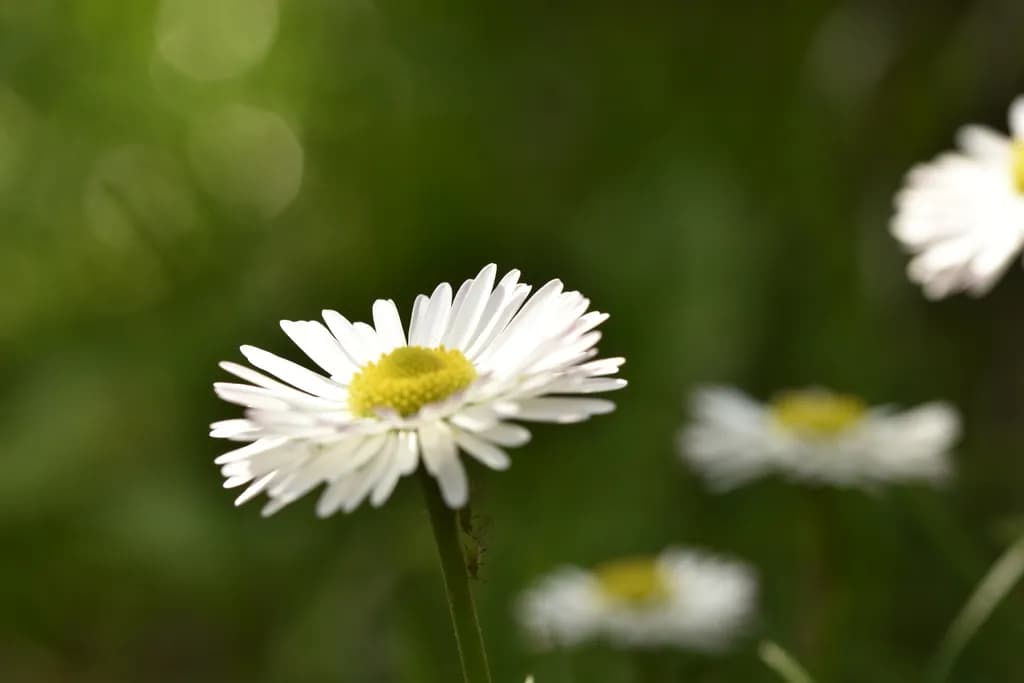 Whispers of Spring: A Delicate Daisy in Bloom