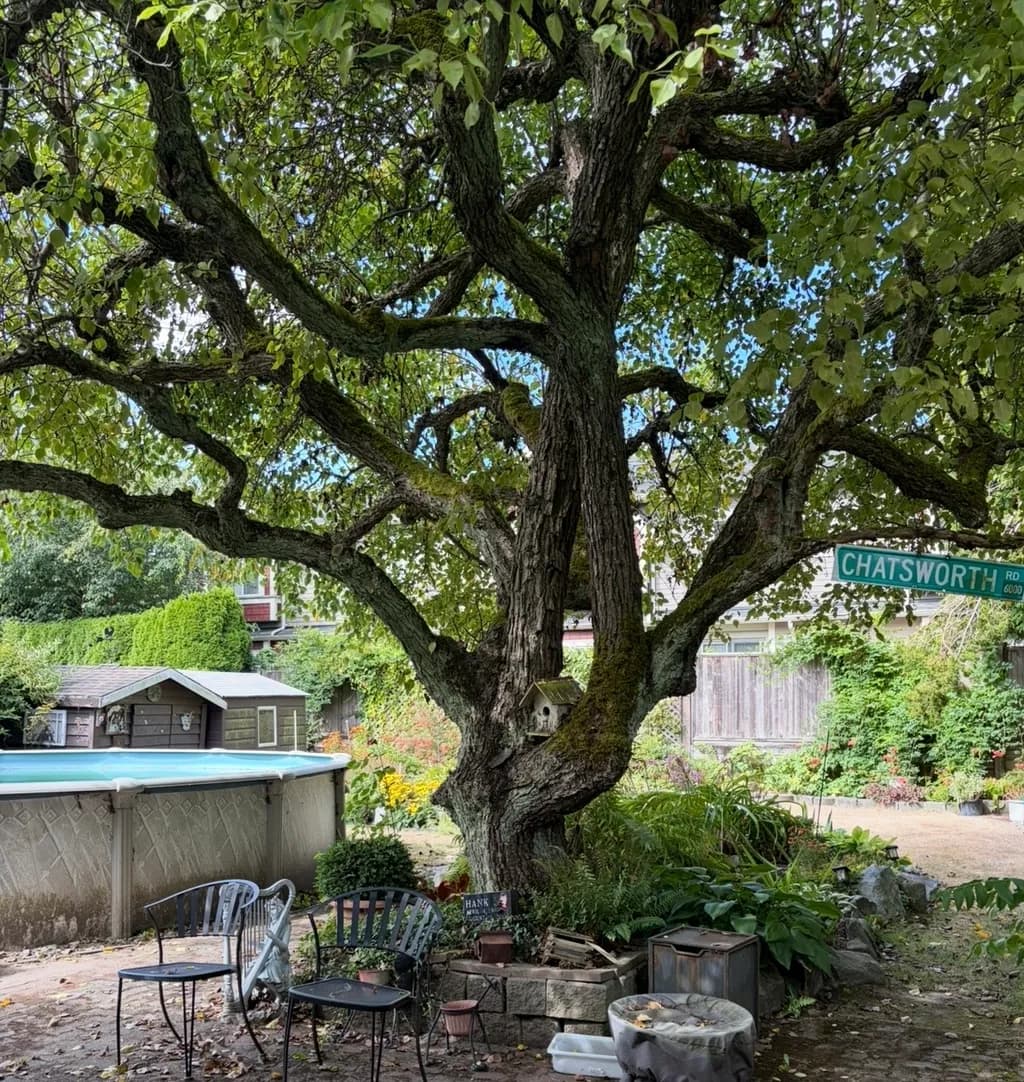 Backyard Tree Seating