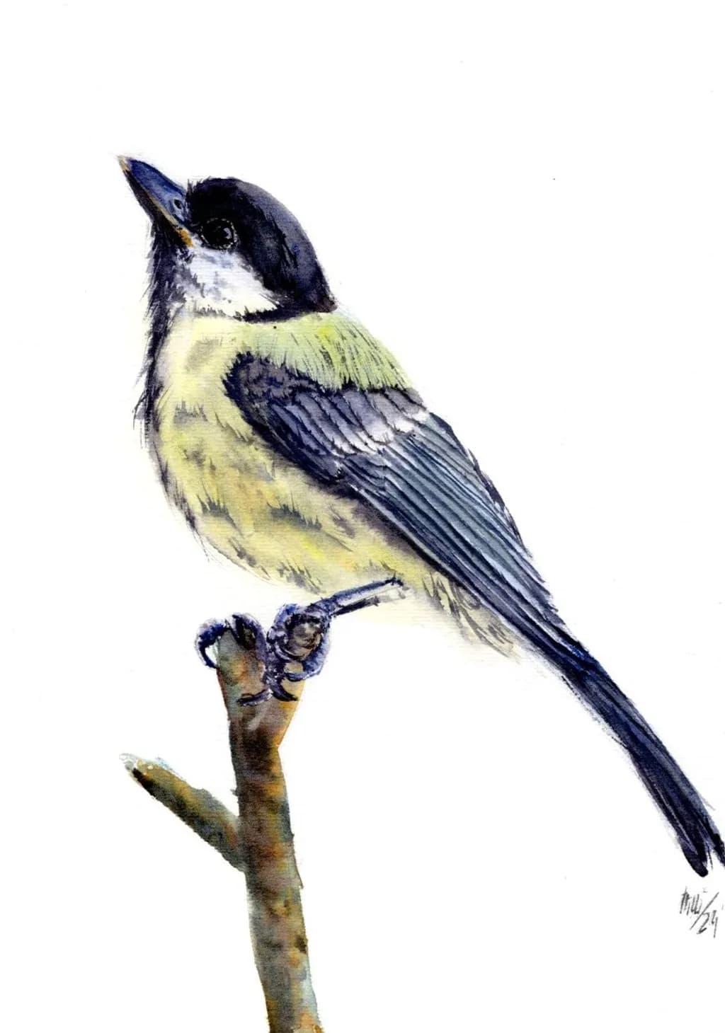 Perched Titmouse