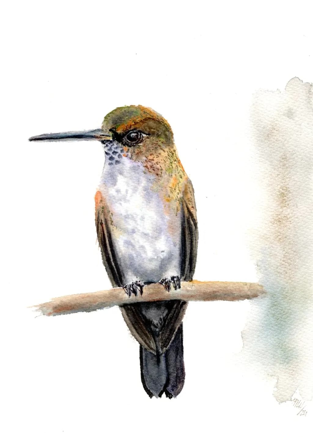 Hummingbird Perch
