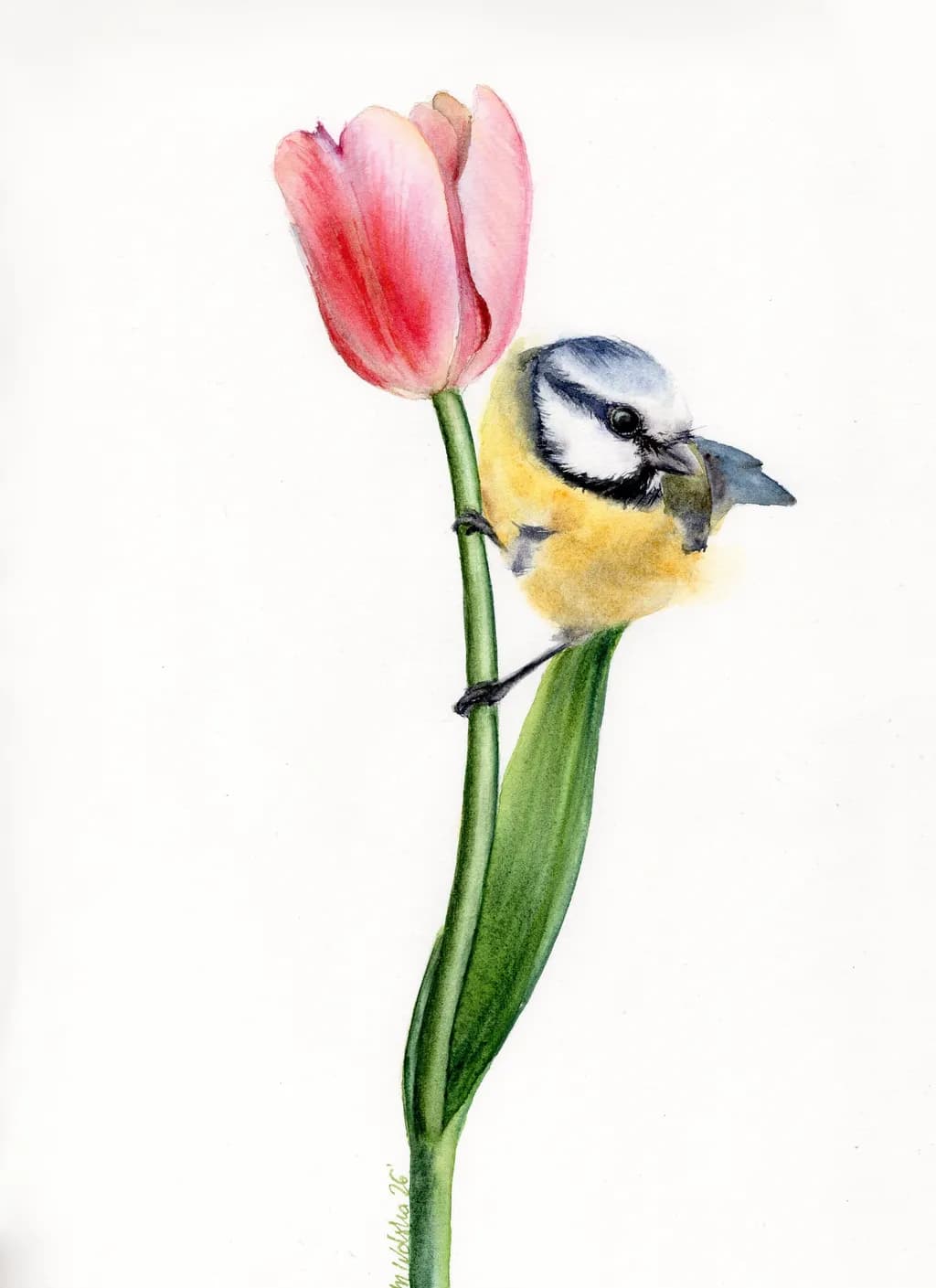 Tulip Perch