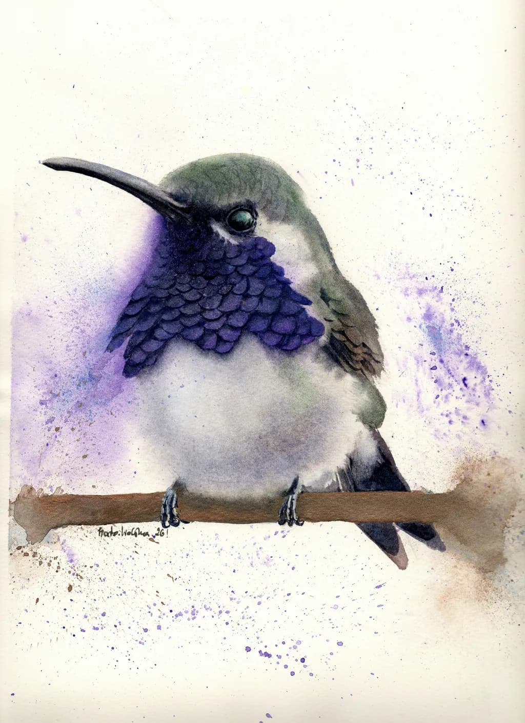 Lucifer Hummingbird