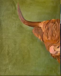 Highland Cow