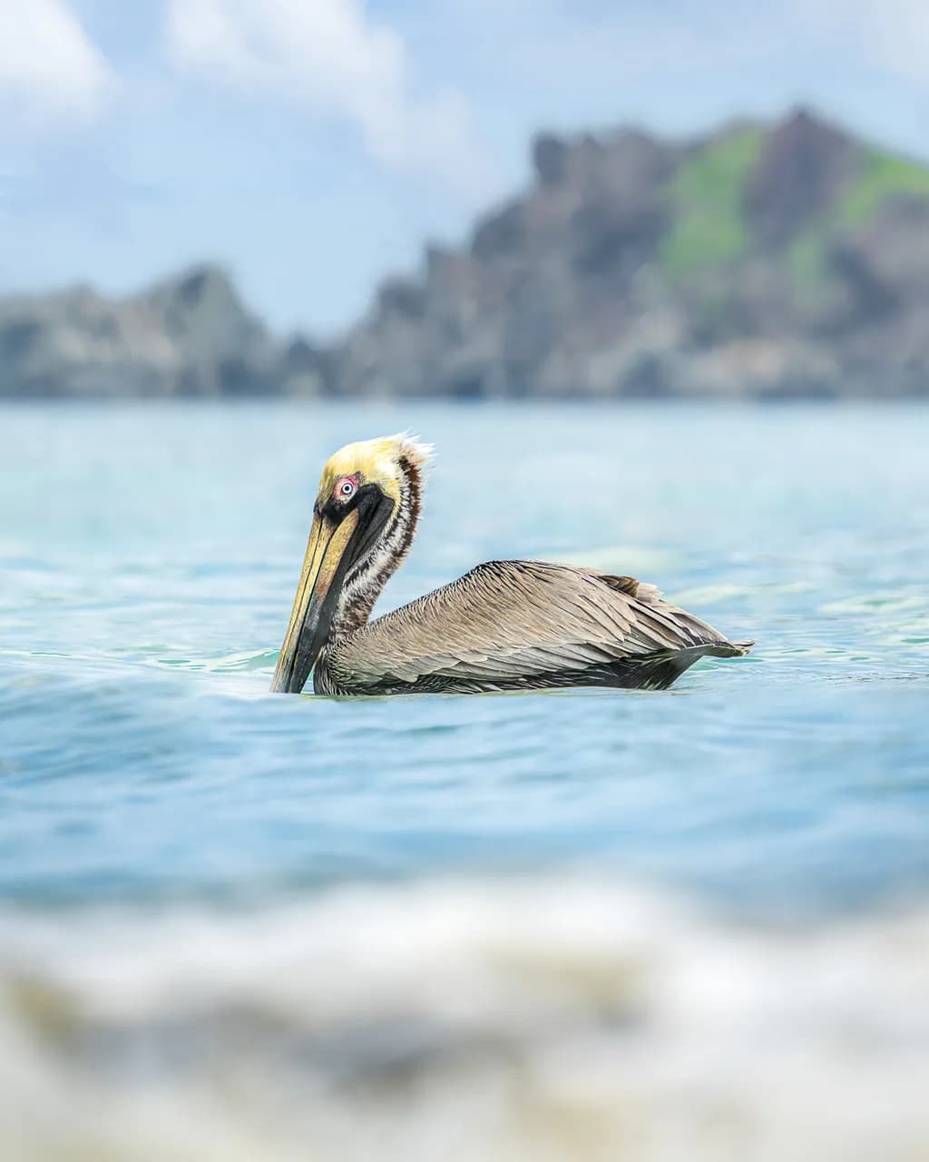 Serene Coastal Encounter: A Pelican's Graceful Dance on Water