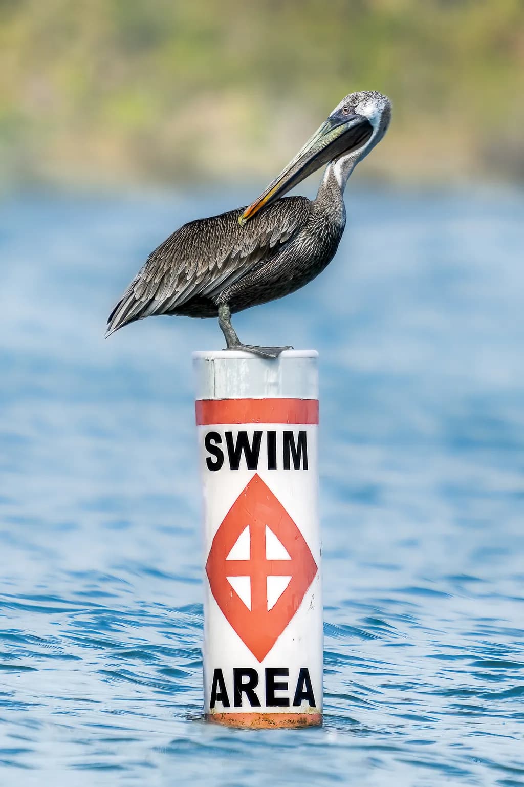 Pelican Perch: A Serene Moment Captured at the Swim Area