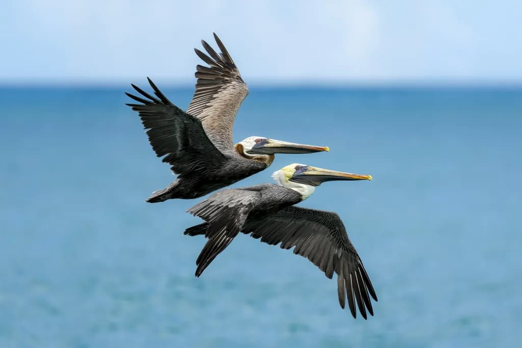 Soaring Together: A Captivating Moment of Pelicans in Flight Over the Ocean