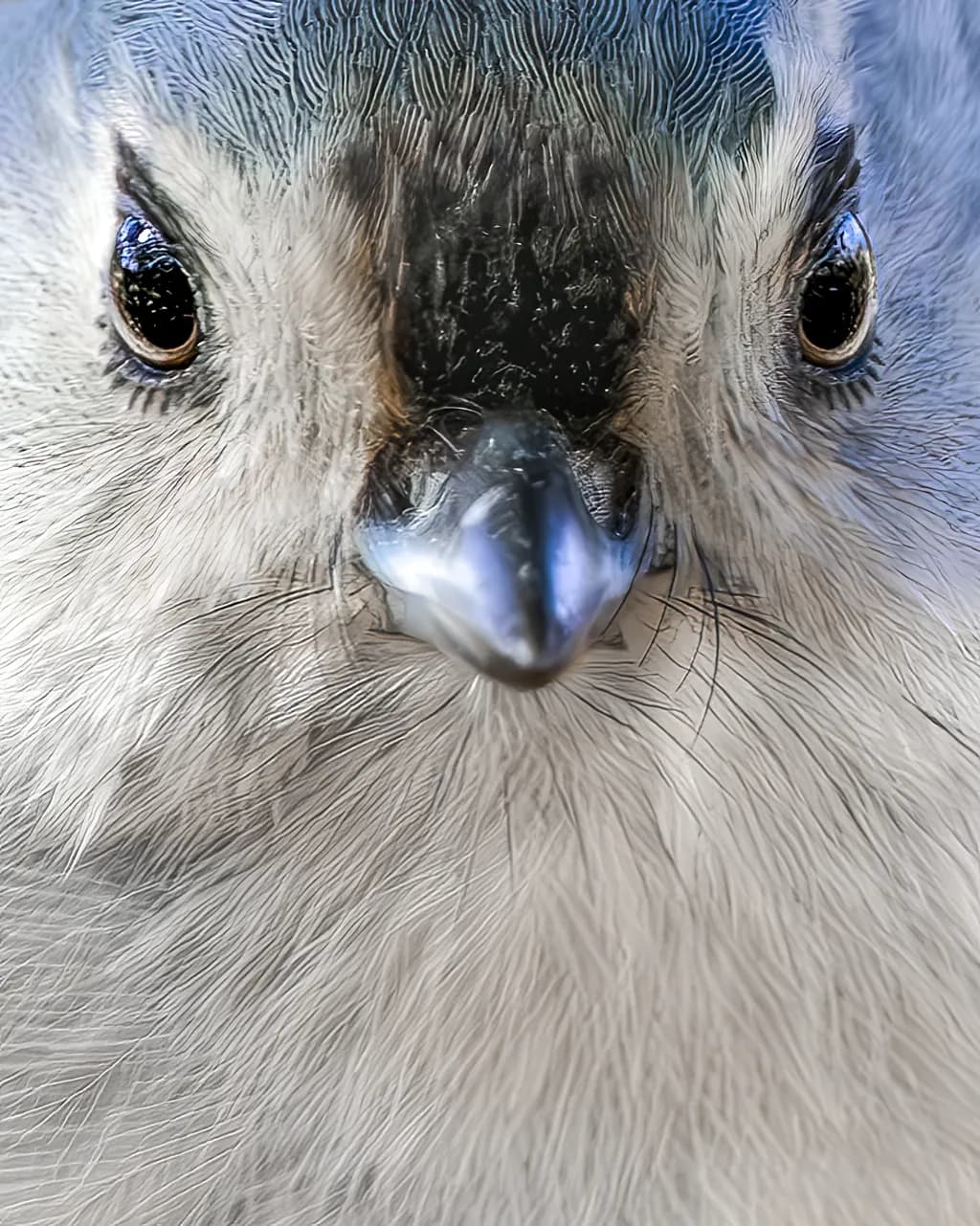 Whispers of Nature: A Close Encounter with the Blue Jay's Gaze