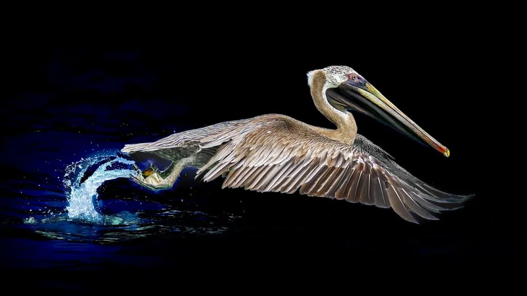Graceful Flight: A Pelican's Dance Above the Water's Surface