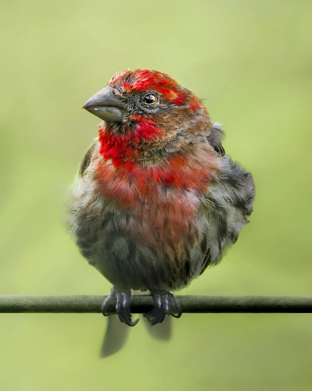 Vibrant Encounter: The Majestic Male House Finch in Nature's Embrace