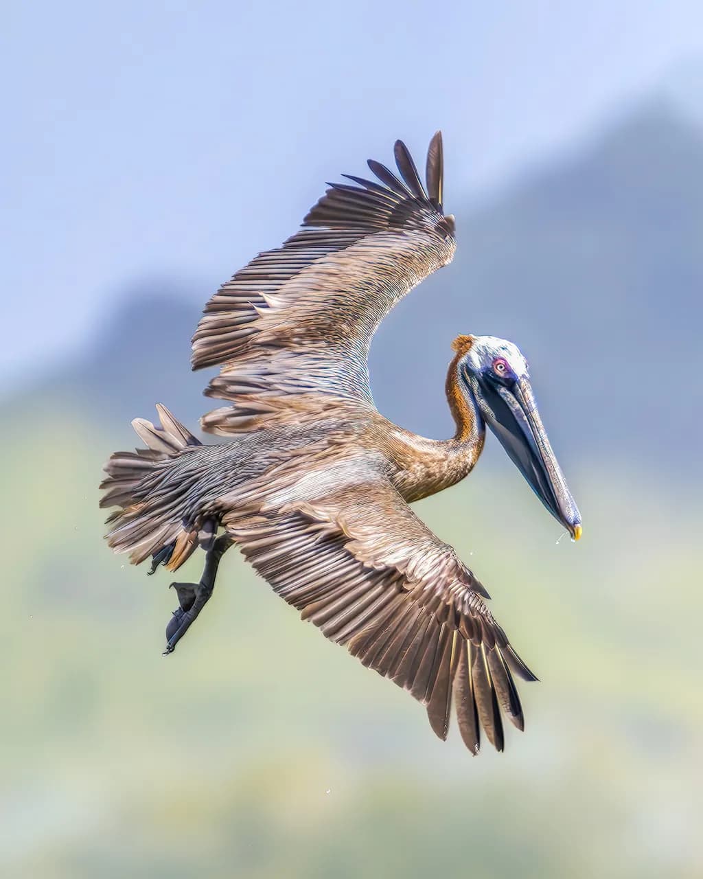 Graceful Flight: A Pelican's Dance Above Tranquil Waters