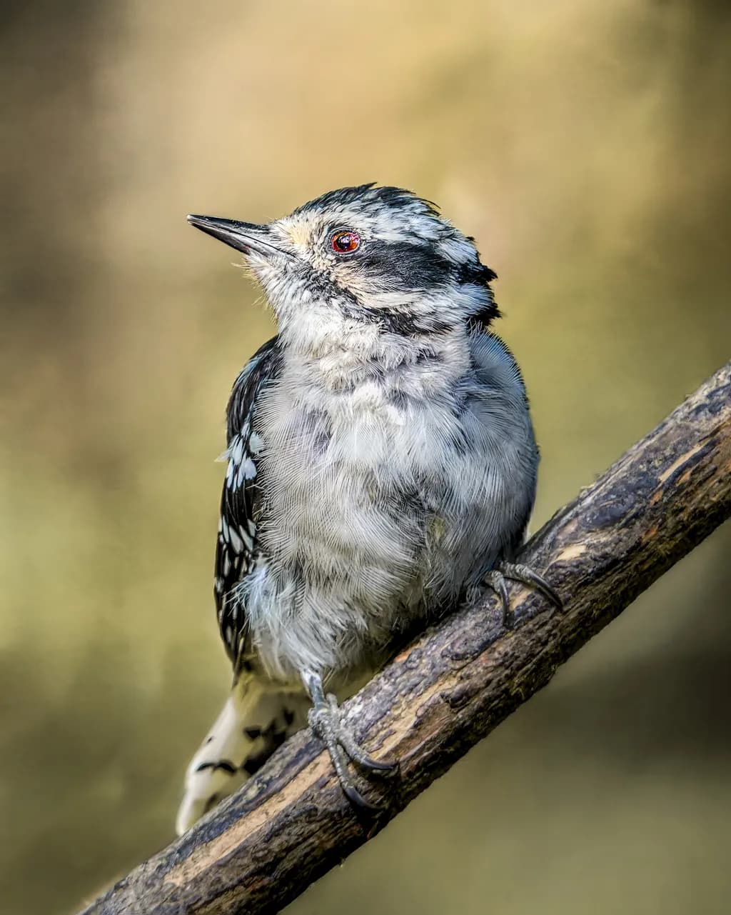 Whimsical Woodpecker: A Close Encounter with Nature's Artistry