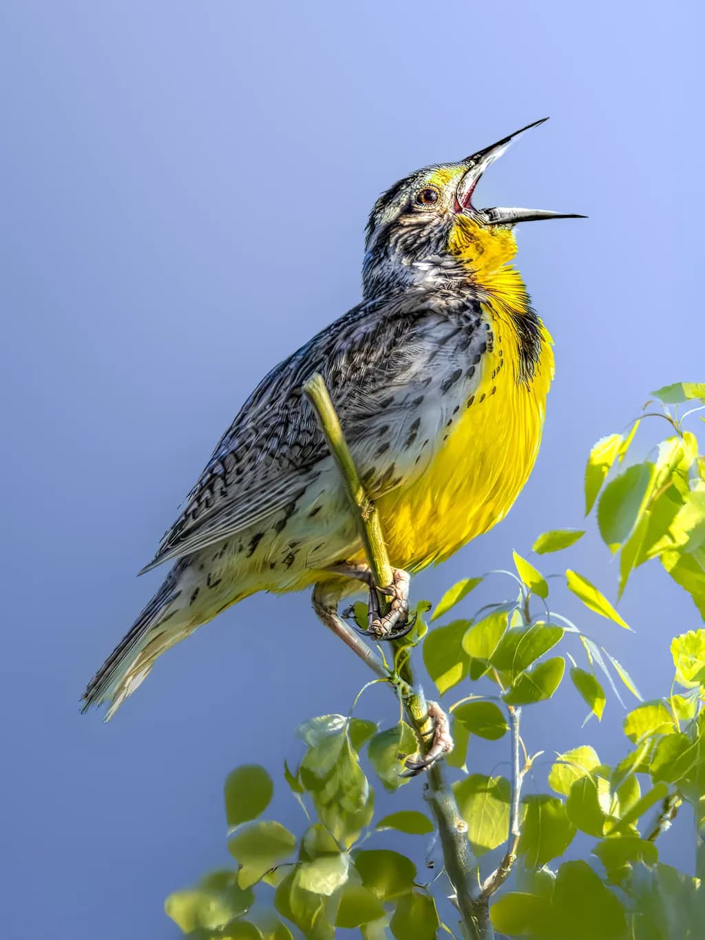 Singing in the Sun: A Vibrant Meadowlark's Serenade Captured with Precision