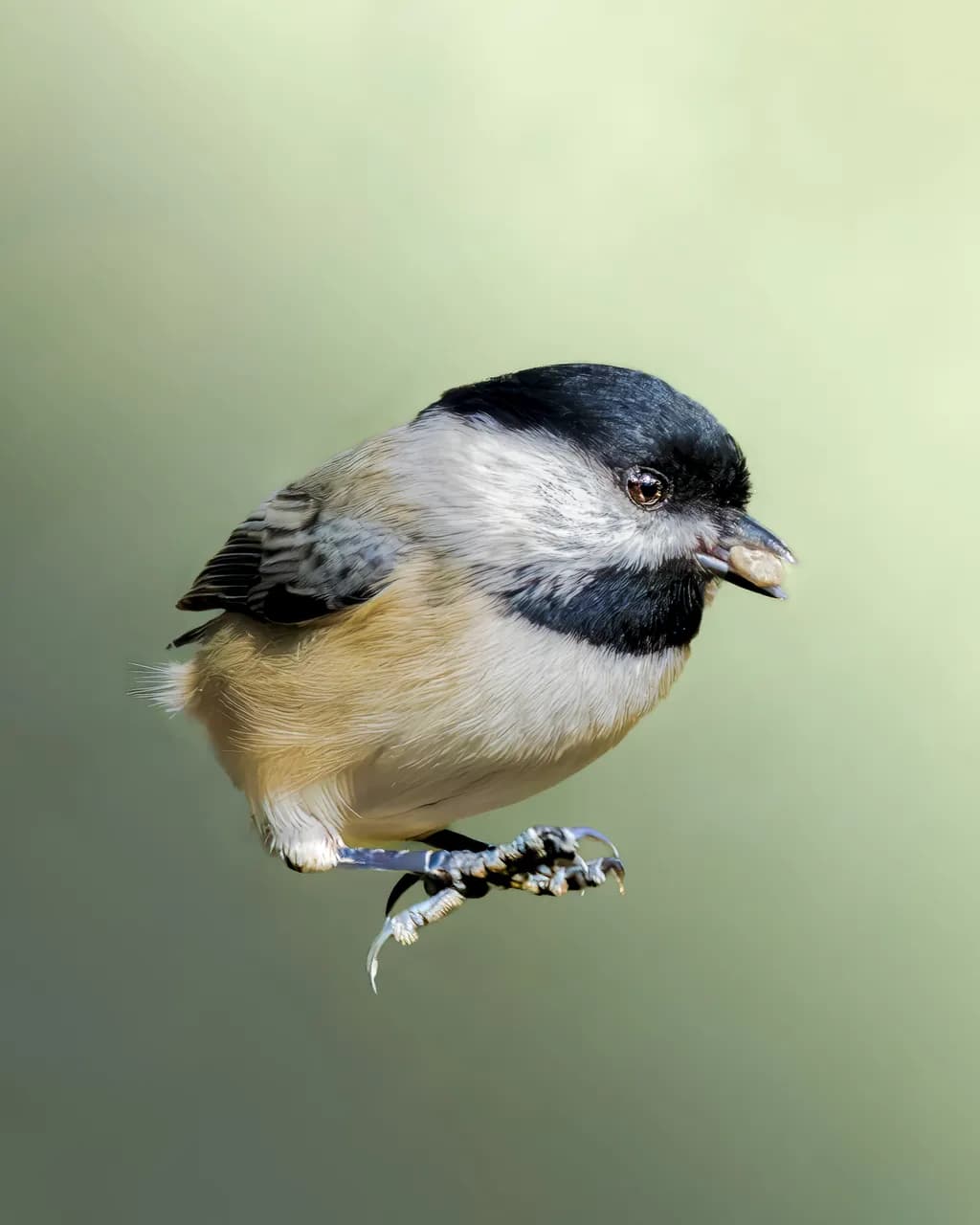 Whimsical Encounter: Capturing the Playful Spirit of a Chickadee in Flight